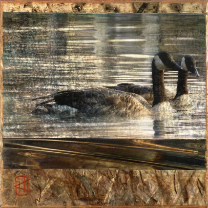 Canada Geese 8x8